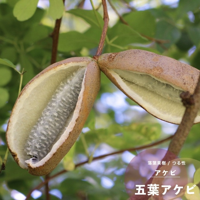 あけび アケビ 果樹 苗木 花 鉢植え 五葉4.5号 13.5cm ポット つる性