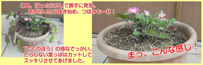 83％以上節約 バラ苗 鉢植え6寸 2023 夢乙女 Yumeotome サマーセール 国産ノイバラ台木使用 ゆめおとめ
