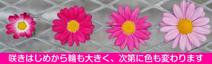 マーガレット 花 苗 鉢植え 色変わり バブルガムブラスト 1株 宿根草