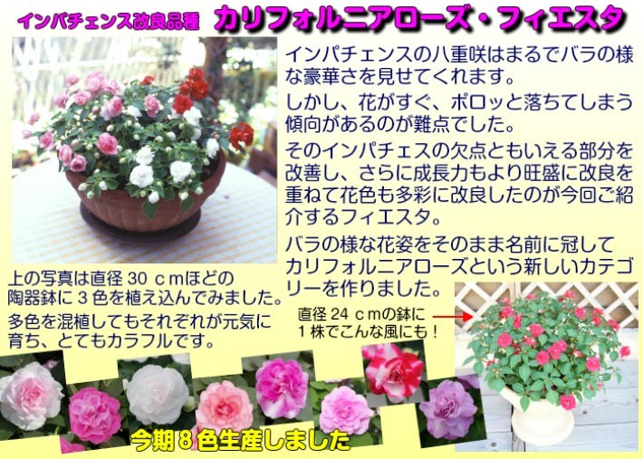 インパチェンス 花 苗 お好きな色を選んでね カリフォルニアローズ フィエスタ １株 N Fiesta イングの森 花 苗 育て方 通販 Yahoo ショッピング