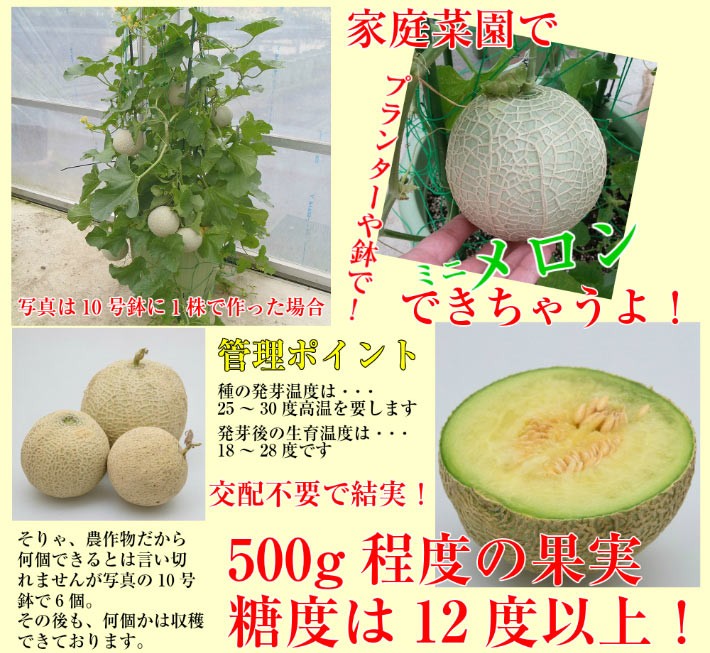 ミニメロン 苗木 フルーツ 果実 メロリーナ 1株 家庭菜園 プランター 交配せずに結実できます N Gfp Melon イングの森 花 苗 育て方 通販 Yahoo ショッピング