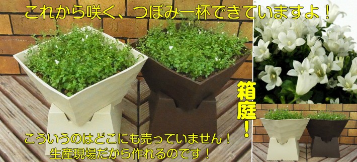 宿根草 ワーレンベルギア スパイシーベル 鉢植え１鉢 いっぱいに広がった完成品 BOXタイプ :n-wahlenbox:イングの森 花 苗 球根  育て方 通販 