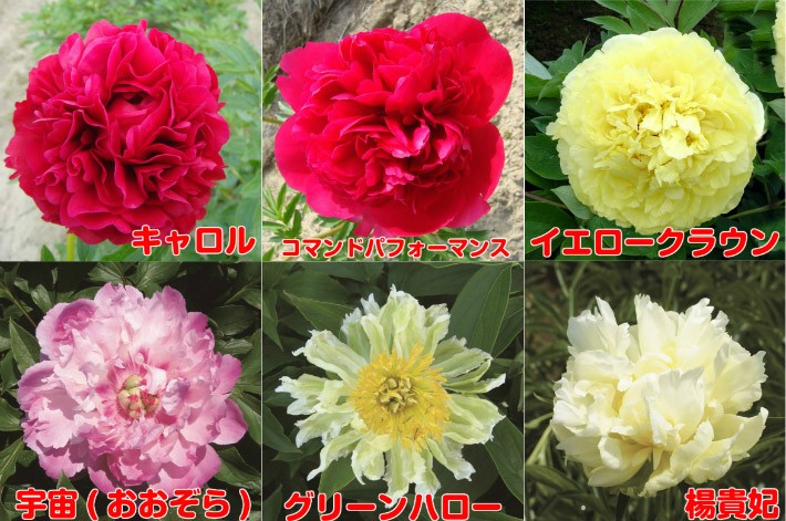 芍薬 プレミアム 最新 貴重品種セレクト 6号 直径18cm スリット鉢植え N Paeonia Premium17 イングの森 花 苗 育て方 通販 Yahoo ショッピング