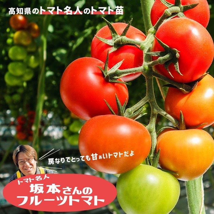 坂本さんのフルーツトマト １株 N Tomato Saka イングの森 花 苗 育て方 通販 Yahoo ショッピング