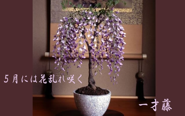盆栽妙 藤(1才藤)の盆栽開花終了葉姿 樹木サイズ：幅約20cm×高さ約30cm