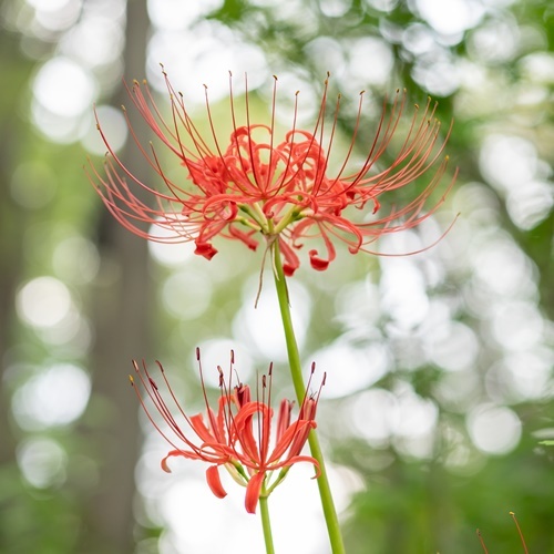 ヒガンバナ 花 苗 リコリス 彼岸花 秋 赤系7 5cmポット 2個セット 曼殊沙華 N Higanred イングの森 母の日 プレゼント ギフト 花 通販 Yahoo ショッピング