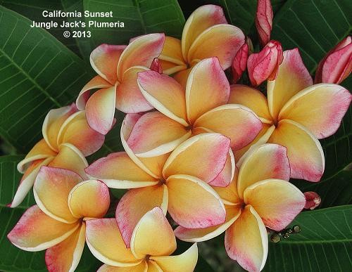 プルメリア 苗木 花 カリフォルニアサンセット ジャングルジャック 5号鉢 落葉低木 Z Plu California イングの森 花 苗 球根 育て方 通販 Yahoo ショッピング