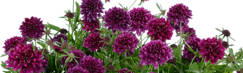 マツムシソウ 花 苗 春 秋 西洋松虫草 スカビオサ ブルーベリー１株 宿根草 鉢植え N Sukabi イングの森 花 苗 球根 育て方 通販 Yahoo ショッピング