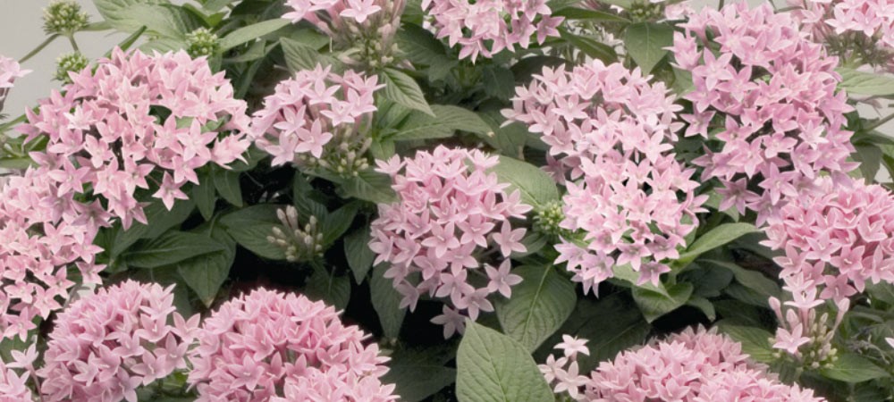 ペンタス グラフティ 花 苗 春 夏 秋 ラベンダー 1株 多年 宿根草 グラフィティー 寄せ植え W Pentas Graf Lav イングの森 母の日 プレゼント ギフト 花 通販 Yahoo ショッピング