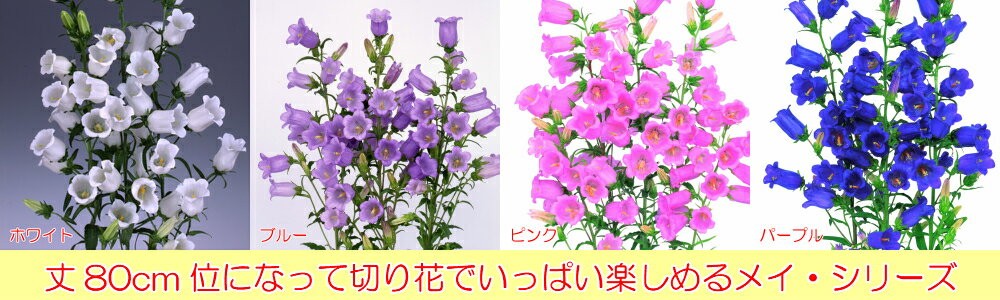 カンパニュラ メイシリーズ 2株セット 耐寒性1・2年草 切り花 花壇 イングリッシュガーデン 寄せ植え