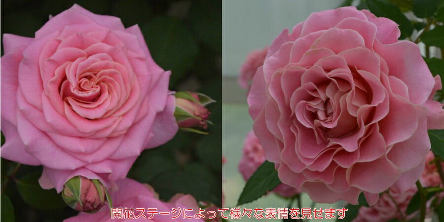 大苗 バラ大苗 アシュリー 国産苗 大苗 6号鉢植え タンタウ作出 N Rose Asl イングの森 花 苗 育て方 通販 Yahoo ショッピング