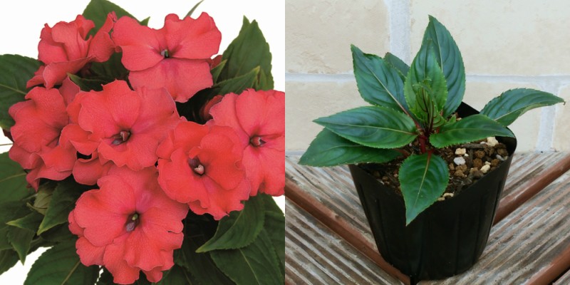 ニューギニア インパチェンス ロココシリーズ コンスタンツ 1株 花苗 寄せ植え ガーデニング N Nip Con イングの森 花 苗 球根 育て方 通販 Yahoo ショッピング