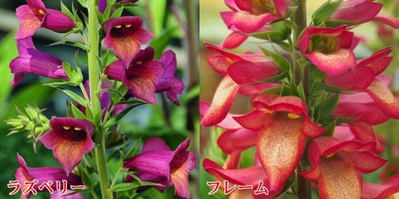 ジキタリス イルミネーション １株 寄せ植え 苗 ガーデニング 切り花 イングリッシュガーデン N Digitalis Ilm イングの森 花 苗 育て方 通販 Yahoo ショッピング