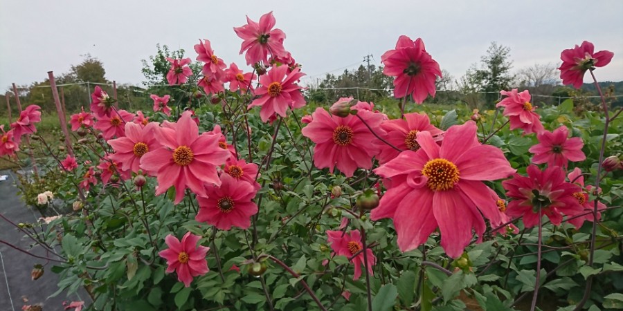 偉大な 観葉植物 ガッツァリア フラミンゴ ４号 １ポット ｐｖｐ 品種登録出願中 Rmladv Com Br