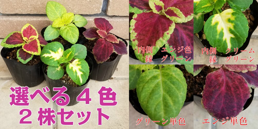 コリウス 花 苗 カラーリーフ キンランジソ 寄せ植え 選べる4色を2ポットセットでお届け 関東甲信越地域以外は別途送料 イングリッシュガーデン W Coleus Highway Mix10 イングの森 花 苗 球根 育て方 通販 Yahoo ショッピング