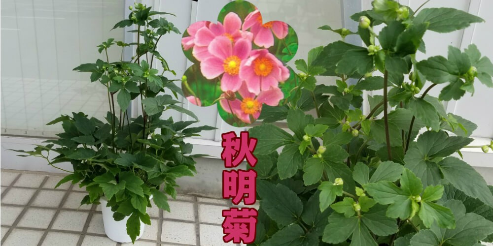 シュウメイギク 花 苗 ハドスペン 5号 鉢植え 秋明菊 宿根草 N Shumeigiku Hd イングの森 花 苗 球根 育て方 通販 Yahoo ショッピング