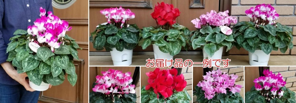 シクラメン 花 5号鉢植え 福袋 お買い得 色品種完全おまかせ お届けの目安 12月上旬〜 ギフト 予約販売 全国送料無料  :z-zzz-sale1p:イングの森 花 苗 球根 育て方 - 通販 - Yahoo!ショッピング