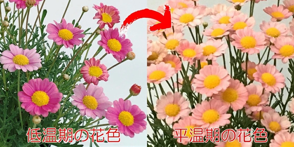 マーガレット 花 苗 梅ソーダ 開花時期で花色が変わります １株 宿根草 栄養系 N Mar Ime イングの森 花 苗 育て方 通販 Yahoo ショッピング