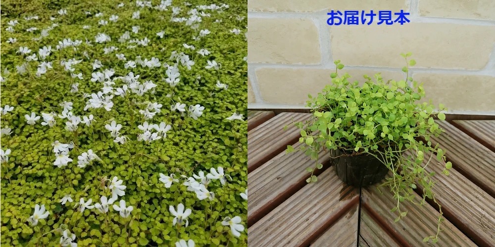 プラティア ライムカーペット 花 苗 グランドカバー エクボソウ 耐寒性