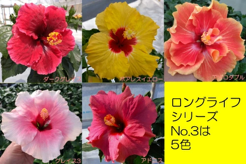 ハイビスカス 花 苗 ロングライフシリーズ 5号鉢植え その3 ダーク