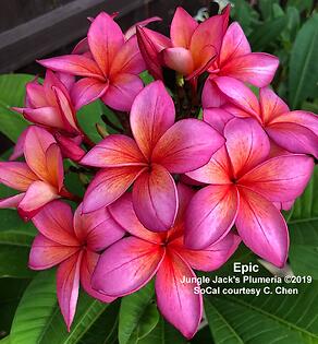 プレミアム プルメリア エピック Epic 4号鉢（直径12cm） ジャングル