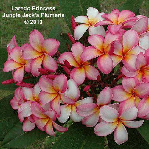プレミアム プルメリア ラレードプリンセス Laredo Princess 4号鉢