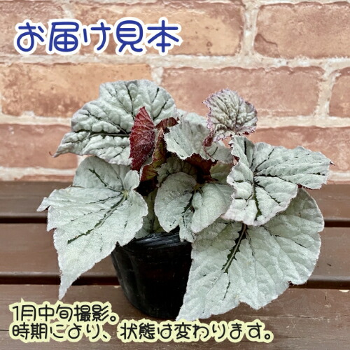 imgrc0109026985.jpg