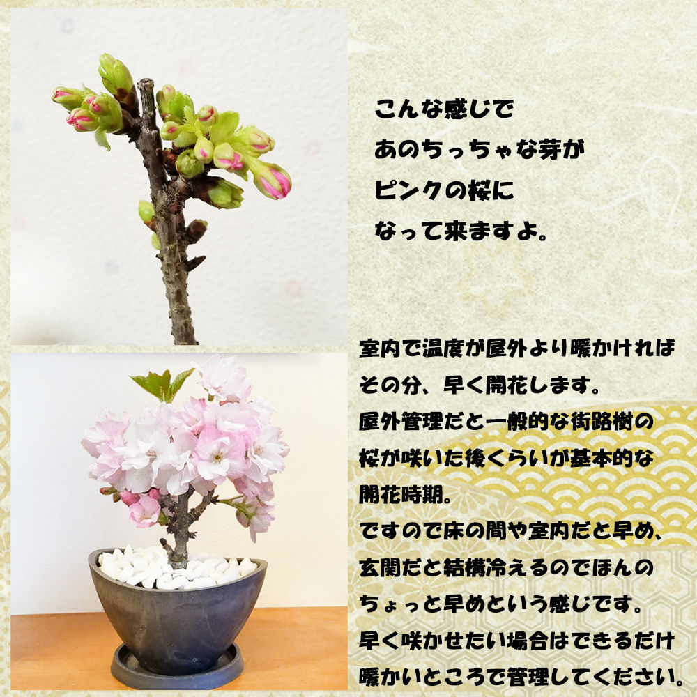 盆栽 さくら 一才桜 サクラ 桜の木 鉢植え 専用受け皿 白砂利敷