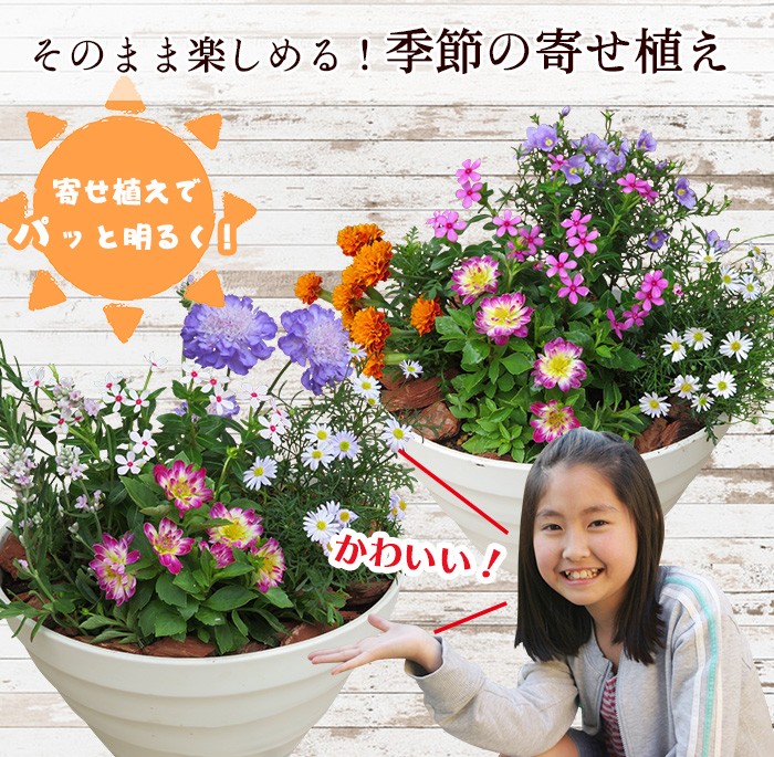 涼を呼ぶアジサイとグリーンの寄せ植え 寄せ植え シック さわやか 日陰向き 苗 季節の寄せ植え エレガント 観葉植物 おしゃれ 鉢植え 華やか アジサイ