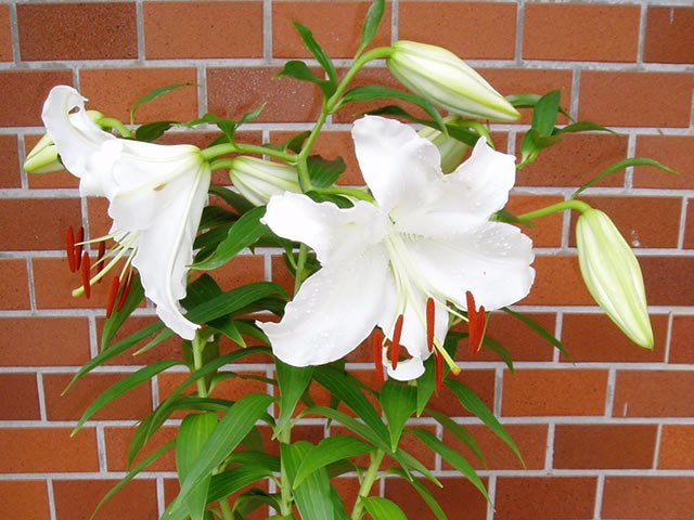 オリエンタルリリー カサブランカ 2球パック ゆり ユリ 百合 秋植え 冬 