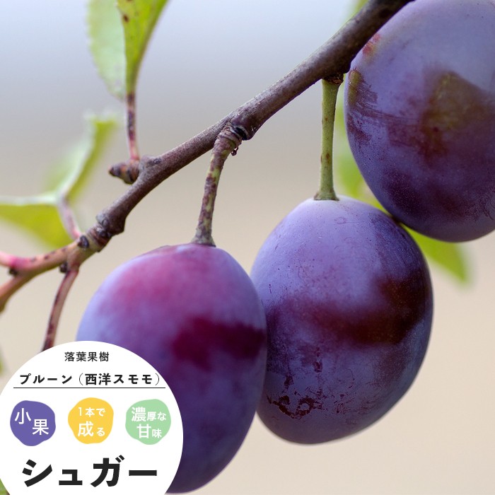 果樹 プルーン 苗木 シュガー 夏 1年生 接木 4.5号 直径13.5c ポット苗