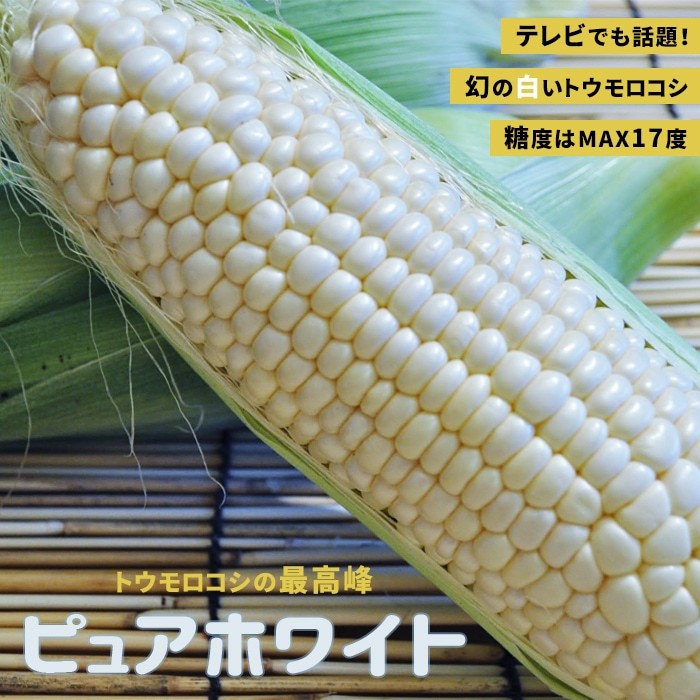 白色 とうもろこし コーン 最高峰 生食