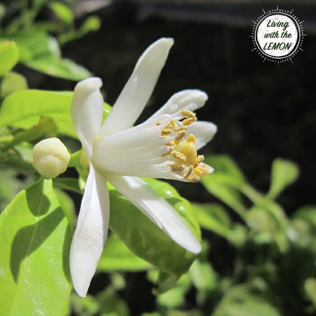 果樹苗 柑橘 レモン 苗木 レモンの木 ビアフランカ 4.5号(直径13.5cm