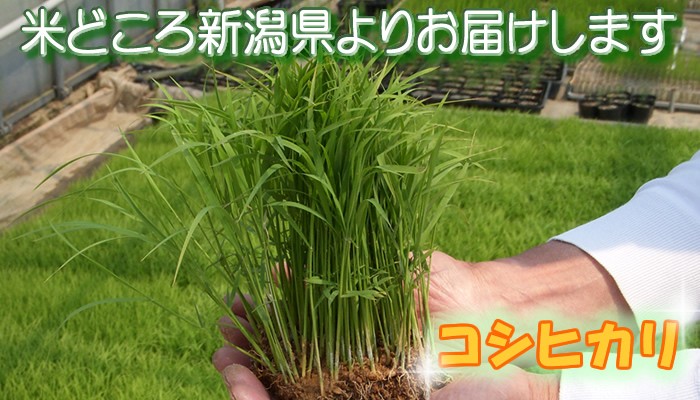 コシヒカリの苗(稲) 新潟産 こしひかり 1ブロック（5〜6本の束が約