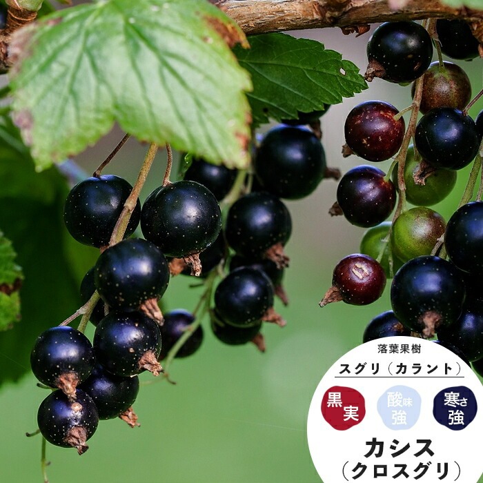 カシス 果樹 苗木 ブラックカラント ポット ベリー フサスグリ 鉢植え 家庭 落葉樹 低木 N Fusasuguri Bk イングの森 花 苗 育て方 通販 Yahoo ショッピング