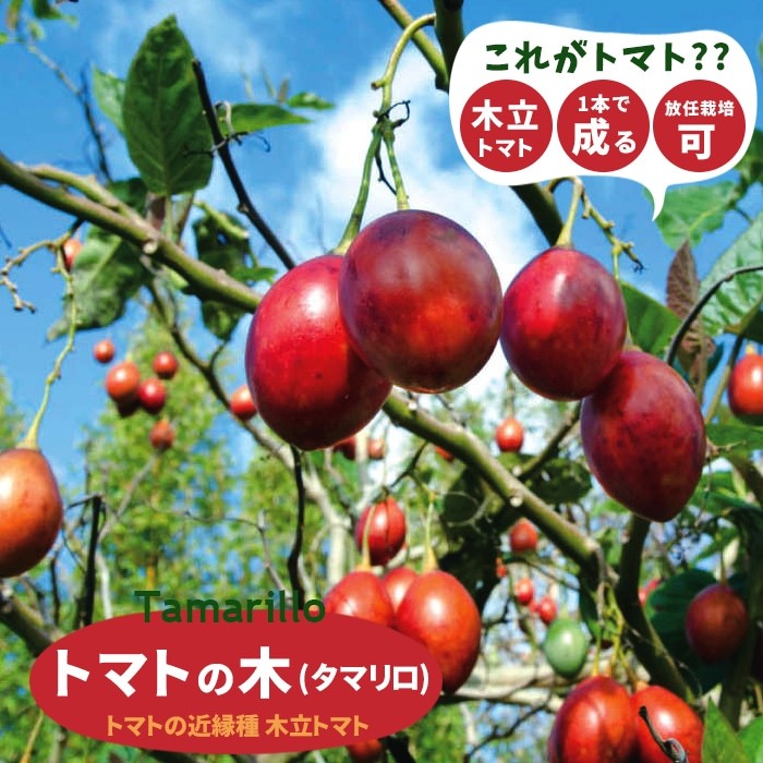 トマト 南国フルーツ 苗 野菜苗 トマトの木 タマリロ 3.5号 (直径10.5