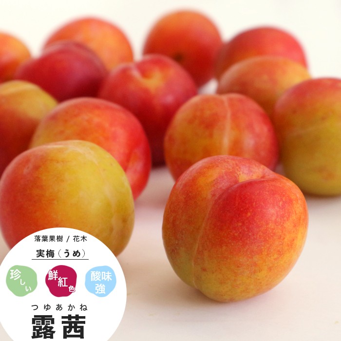 果樹苗 梅 苗木 露茜 (つゆあかね) PVP 1年生 接木 4.5号(直径13.5cm