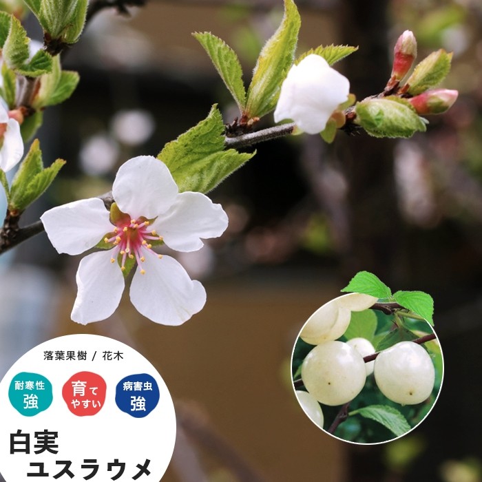 ユスラウメ 苗木 花 梅桃 鉢植え 白実 ゆすらうめ 接木 4.5号 直径13.5
