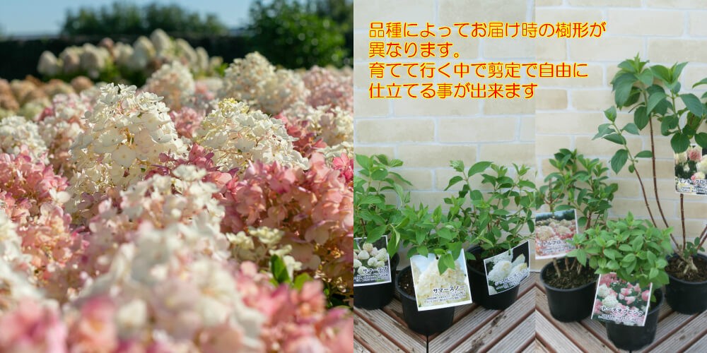 あじさい 花 苗木 夏 ノリウツギ 紫陽花 白 リトルブロッサム ５号鉢 糊空木 海外からやってきた新しいアジサイ Z Ajisai Lb イングの森 母の日 プレゼント ギフト 花 通販 Yahoo ショッピング