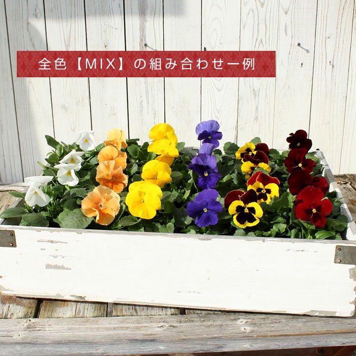パンジー 花苗 定番の全色MIX 5-6品種 12ポットセット 中大輪