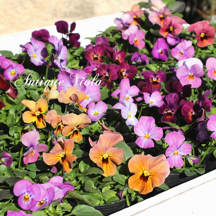 ご予約苗 楽天市場】パンジー 花苗 24ポット セット 3号 ポット苗 6品種以上
