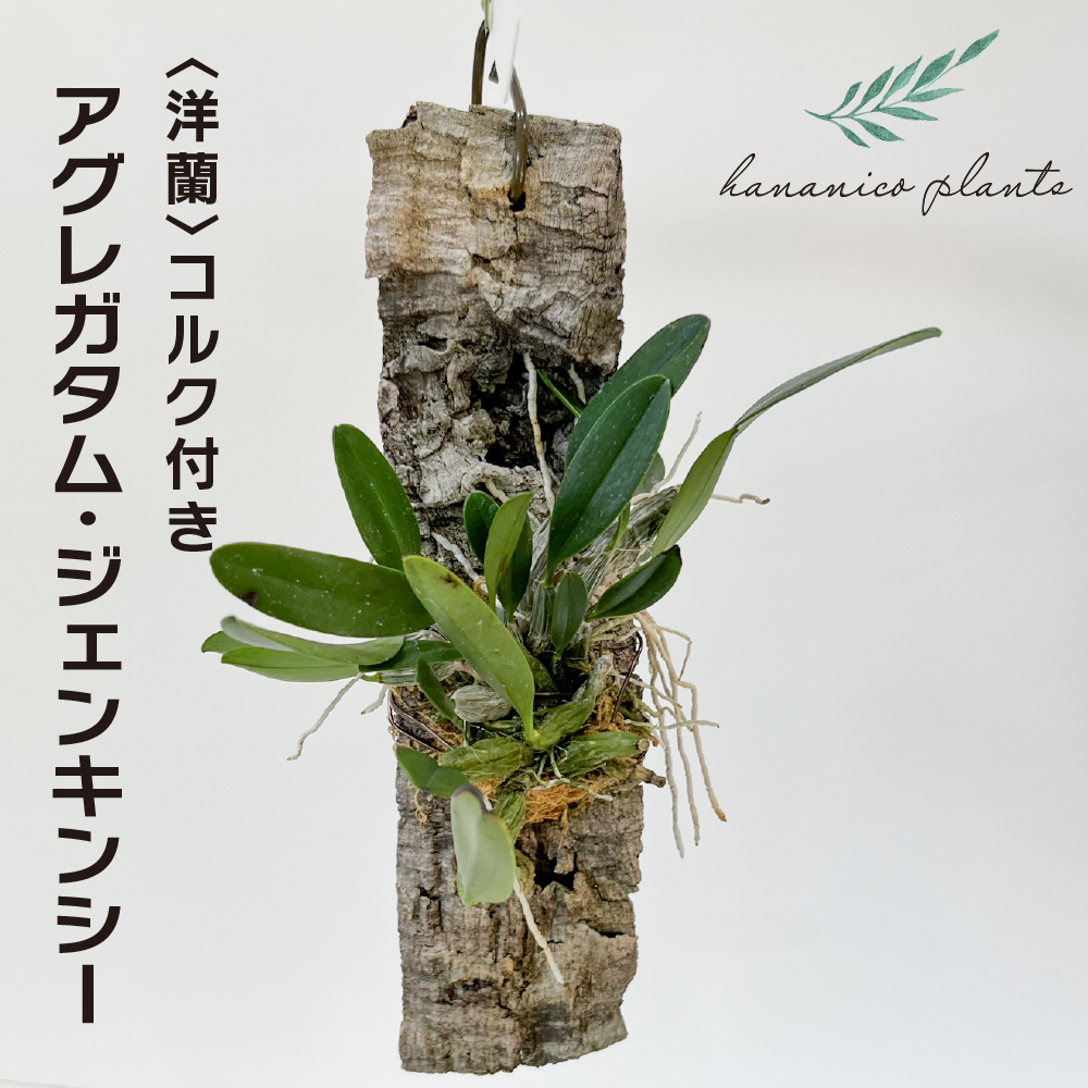 世界の野生蘭 第5巻/『世界の野生蘭』刊行会/唐沢耕司（単行本）