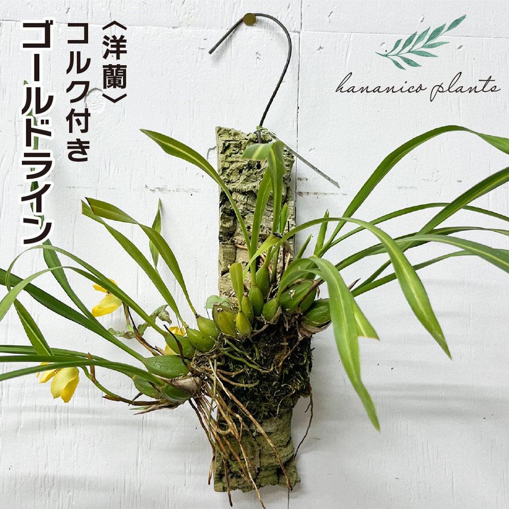 世界の野生蘭 第５巻/『世界の野生蘭』刊行会/唐沢耕司（単行本） Amazon.co.jp: 世界の野生蘭 (5) (世界の野生蘭 ORCHID ATLAS