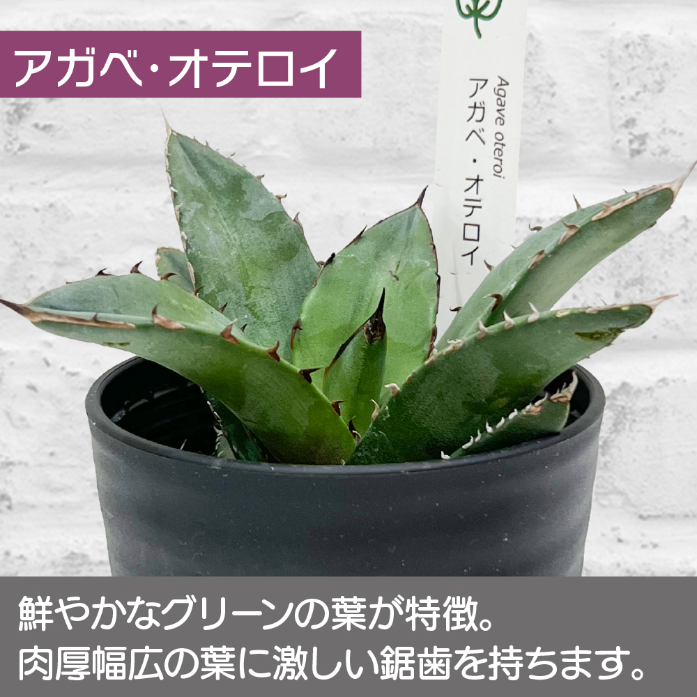 アガベ 観葉植物 チタノタ ブルー/オテロイ/ホリダ 3品種の中 アガベ 観葉植物 チタノタ ブルー/オテロイ/ホリダ 3品種の中
