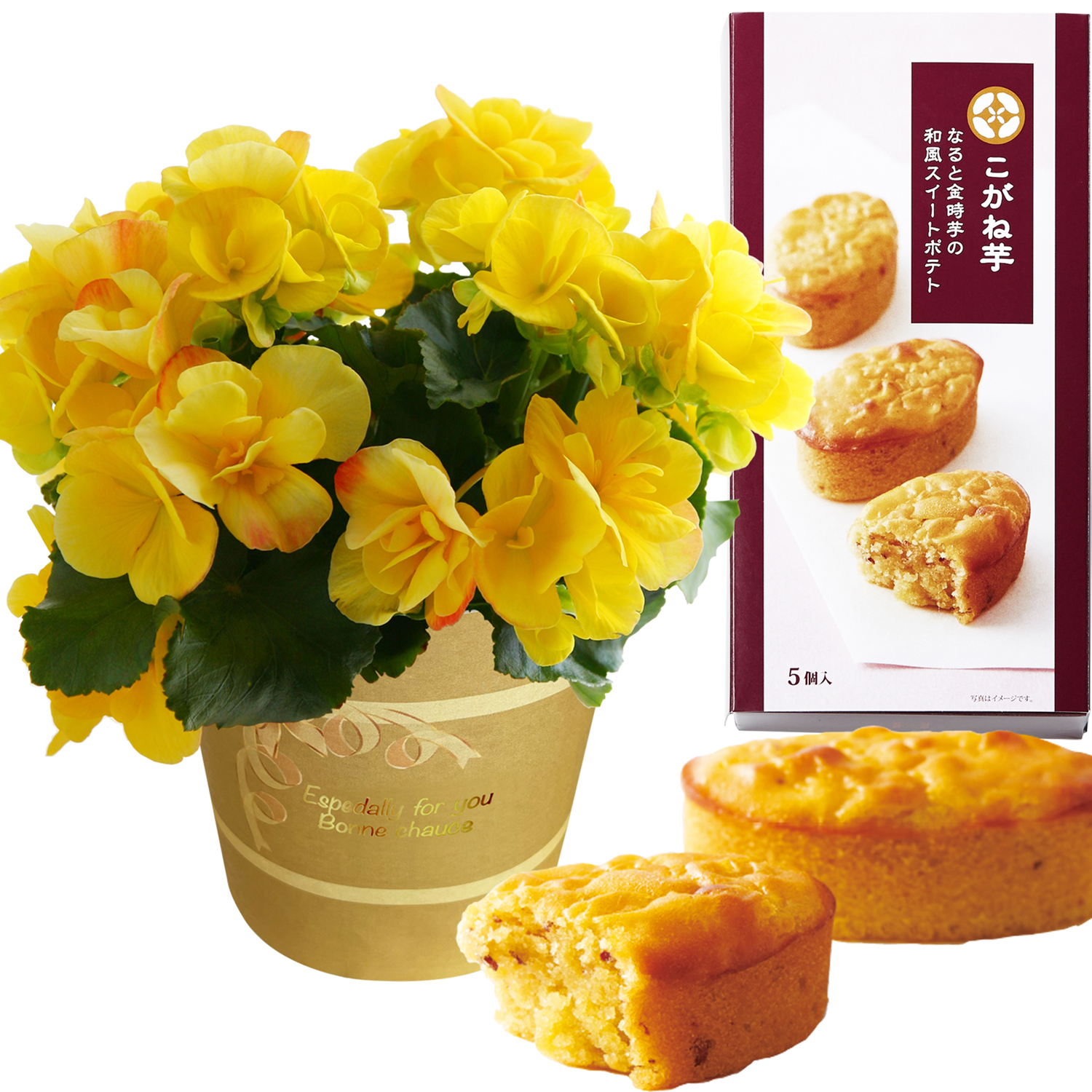 花のギフト社 当日発送17時〆 リーガース 鉢植え ベゴニア 花鉢 鉢花