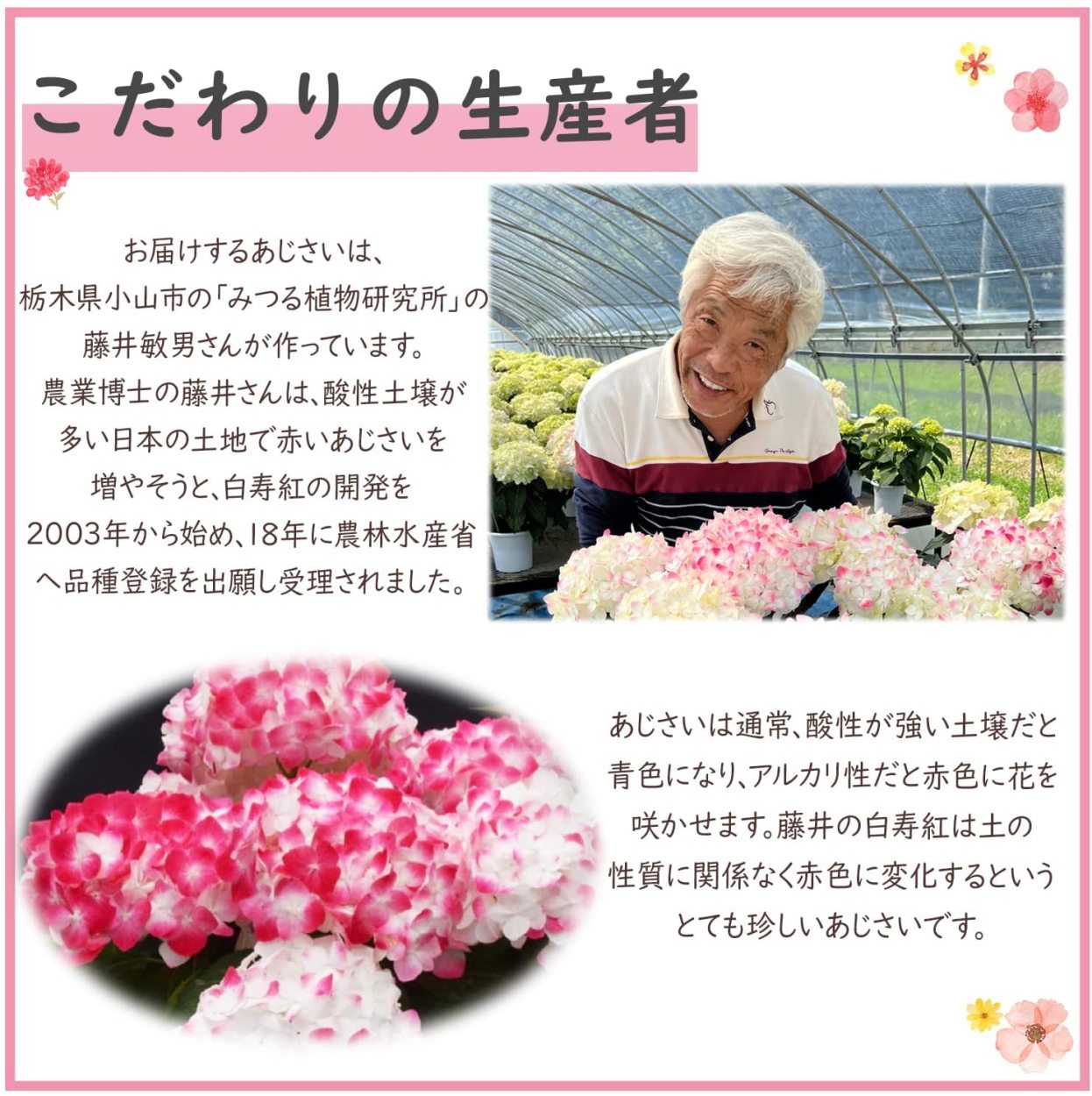 あじさい 白寿紅 鉢植え 鉢花 花鉢 アジサイ 紫陽花 誕生日 お祝い