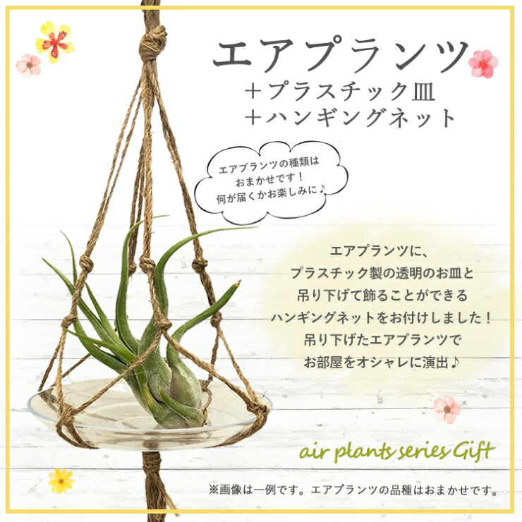 花のギフト社 エアプランツ ハンギングネット 皿付 吊り下げ 麻紐
