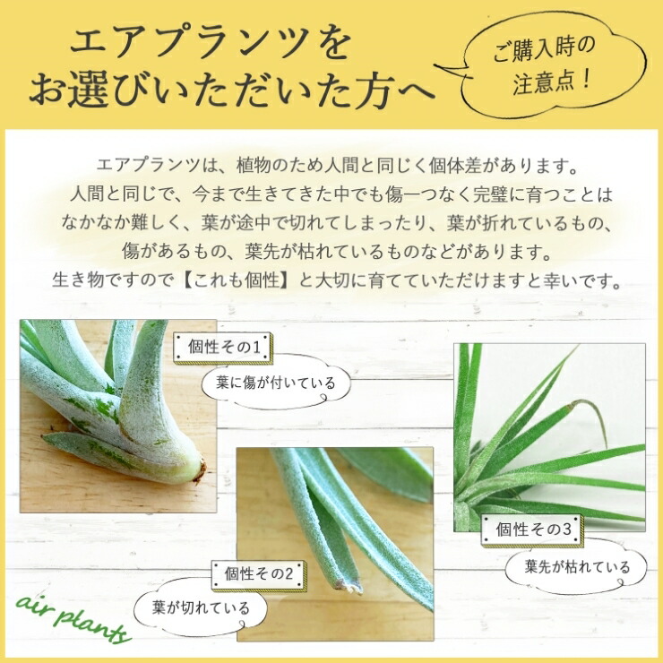 花のギフト社 エアプランツ ハンギングネット 皿付 吊り下げ 麻紐
