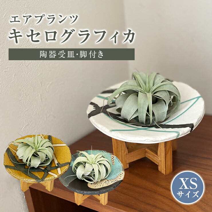 エアープランツ キセログラフィカ 4点セット 花のギフト社 エアプランツ キセログラフィカ XS 皿付 おしゃれ 観葉