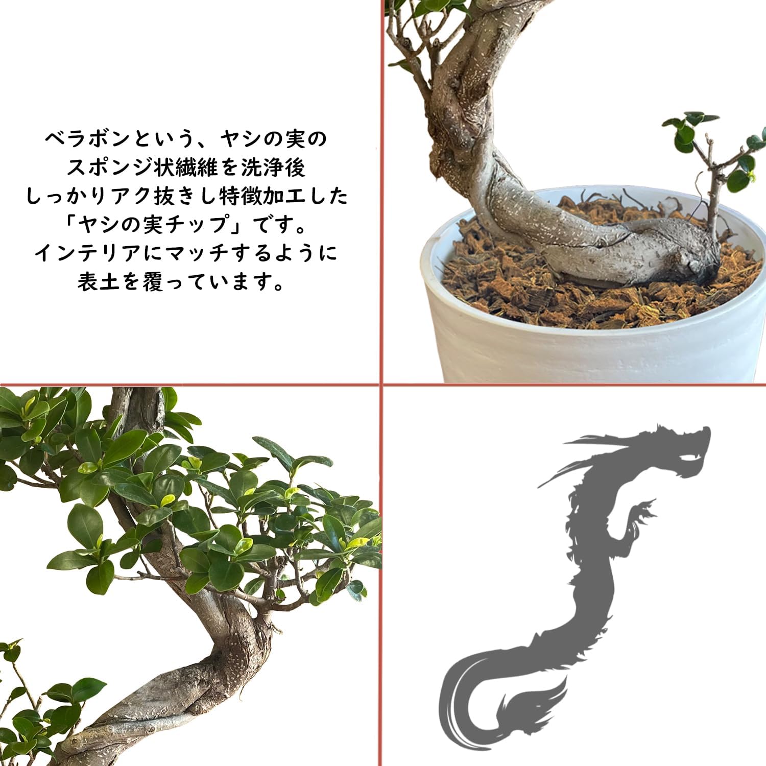 TcMa ガジュマル インテリアグリーン昇龍 71wGLbD4p7L._UF1000,1000_QL80_.jpg